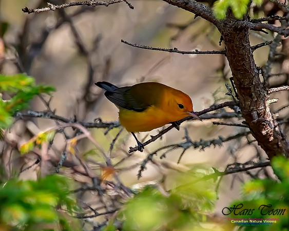 Prothonotary Warbler 50