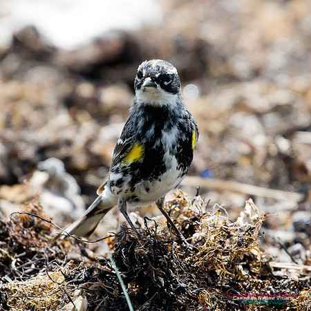 Yellow-rumped Warbler 6