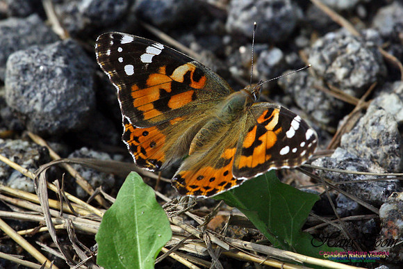 Painted Lady