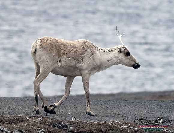 Caribou 201
