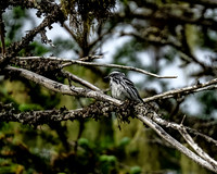 Campsite Birds