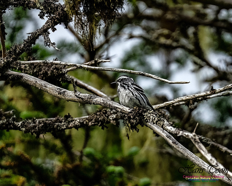 Black-and-White Warbler 100
