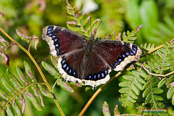 Mourning Cloak