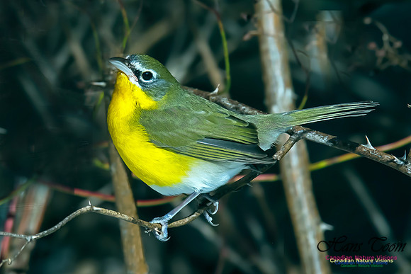 Yellow-breasted Chat