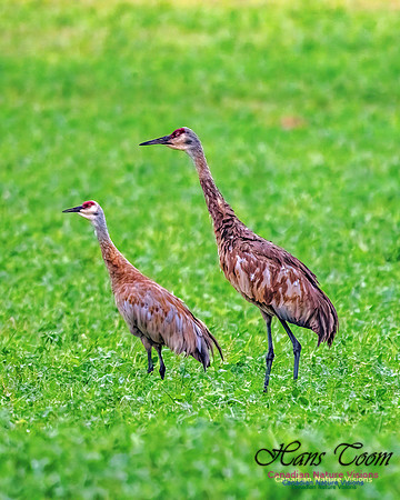 Sandhill Crane 452