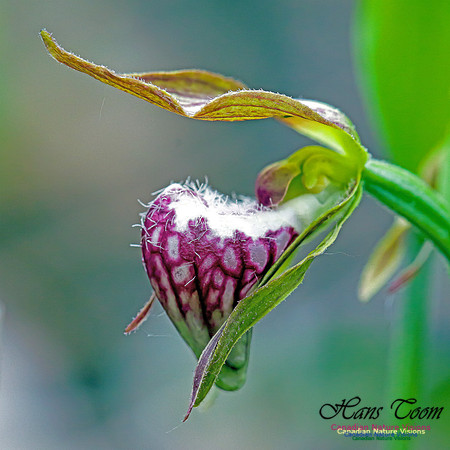 Ram's Head Orchid 6
