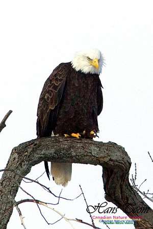 Bald Eagle