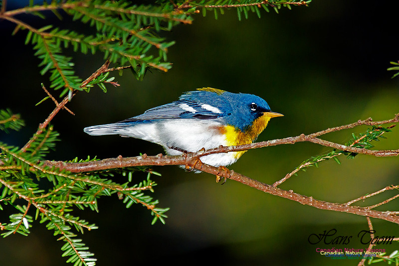 Northern Parula