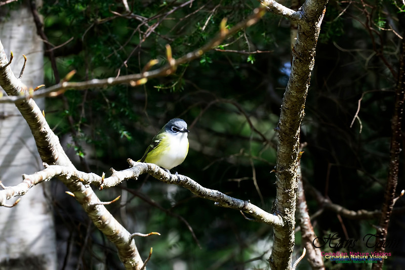 Blue-headed Vireo 101