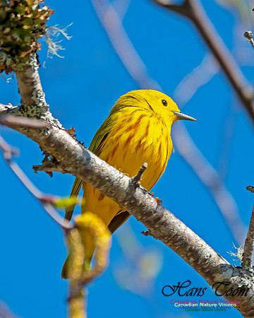 Yellow Warbler 2