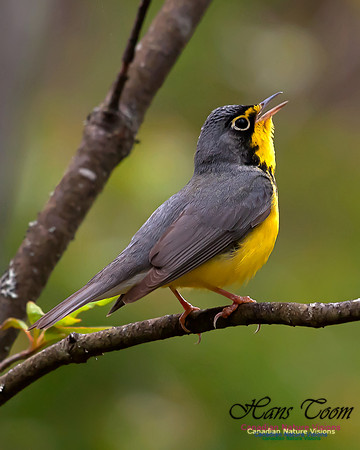 Canada Warbler 16