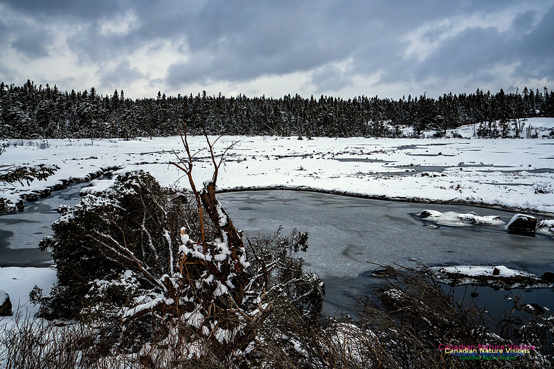 Some Winter Scenes 146