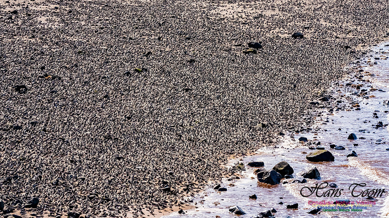 Peeps Evangeline Beach 2024 923