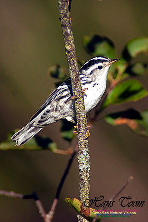 Black-and-White Warbler