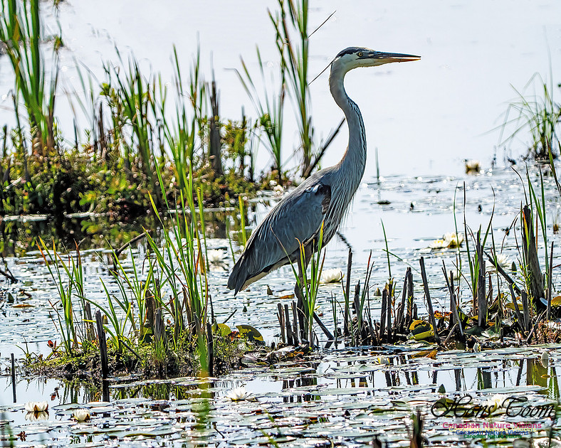 Great Blue Heron 709
