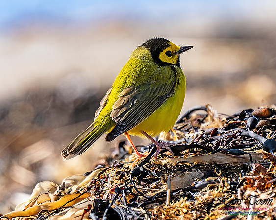 Hooded Warbler 711