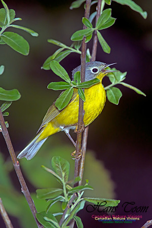 Nashville Warbler