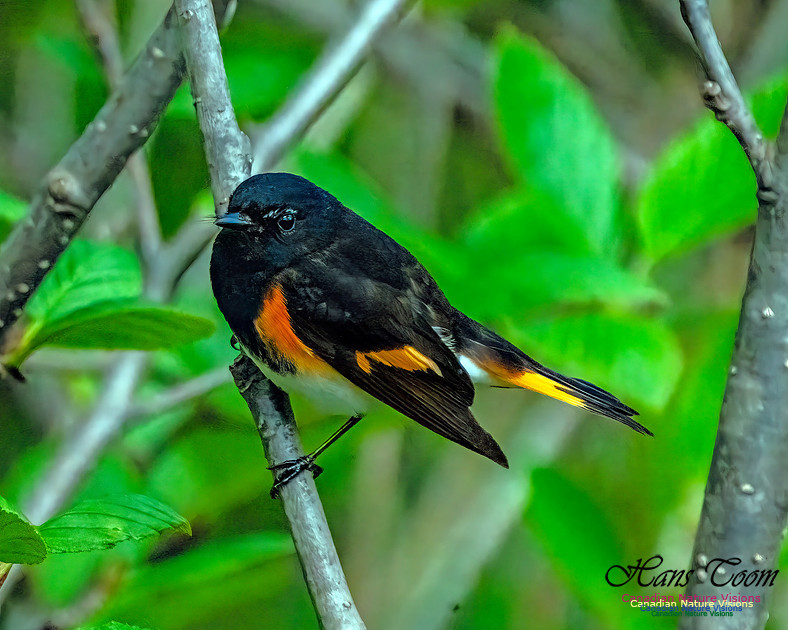 American Redstart 103