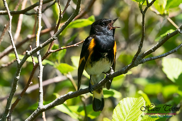 American Redstart 1003