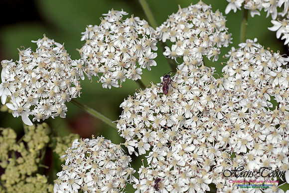 Cow Parsnip