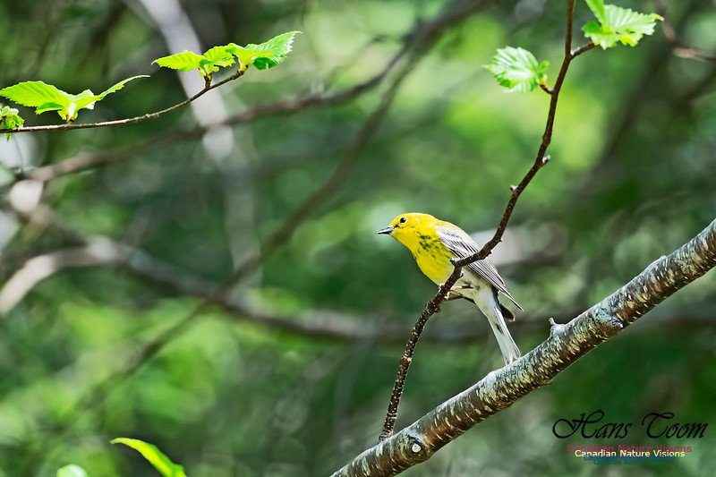 Pine Warbler 200