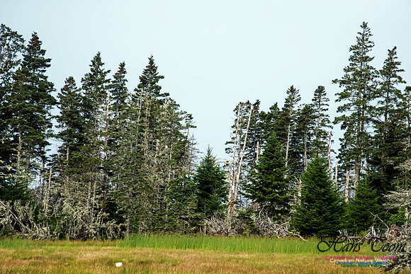 The Bog North of the Pond, Troop Island