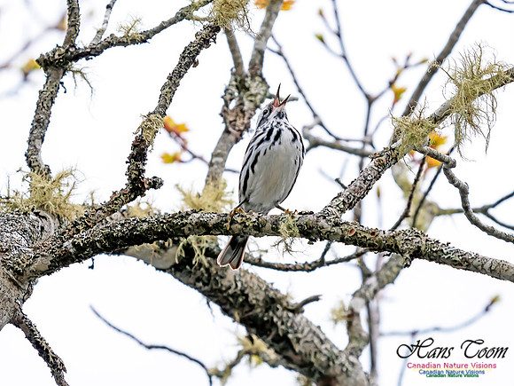 Black-and-White Warbler 2