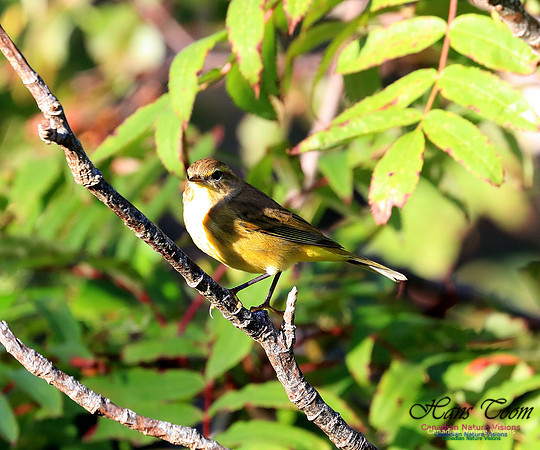 Palm Warbler 12