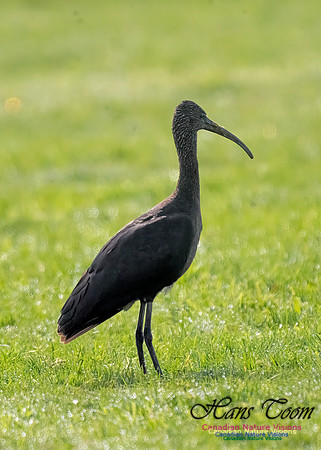 Glossy Ibis 102