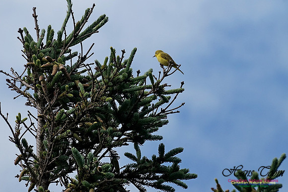 Yellow Warbler 300