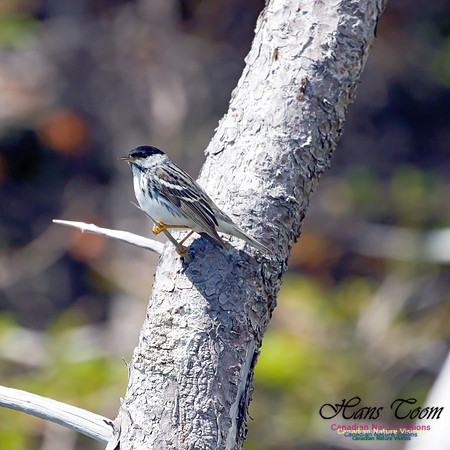 Blackpoll Warbler 6