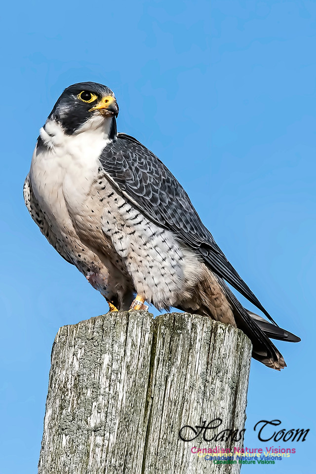 Peregrine Falcon
