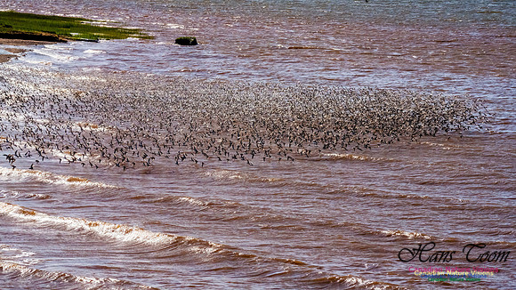Peeps Evangeline Beach 2024 919