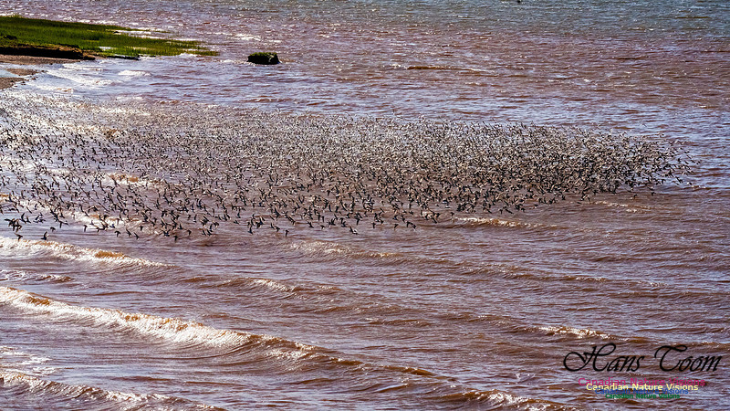 Peeps Evangeline Beach 2024 919