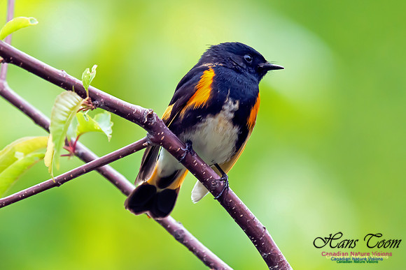 American Redstart
