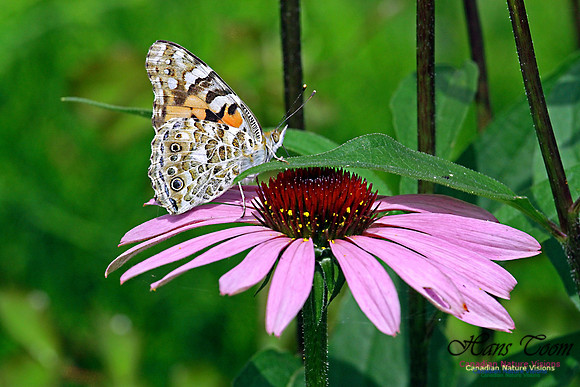 Painted Lady