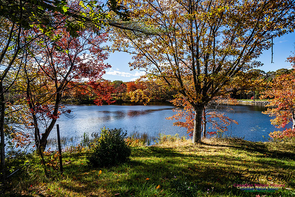 Last Fall Colours of 2024 100