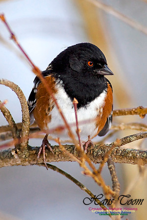Spotted Towhee