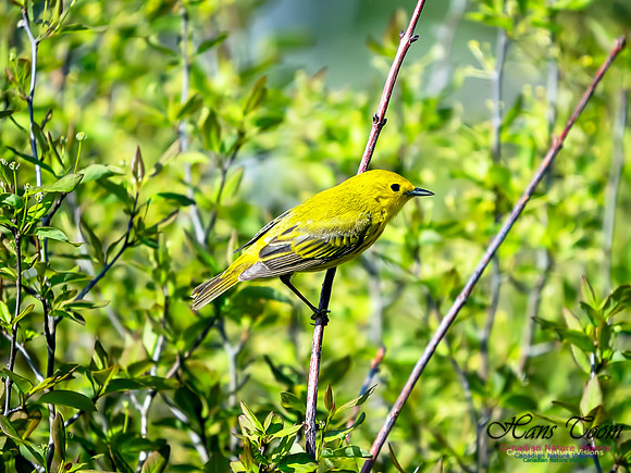 Yellow Warbler 1