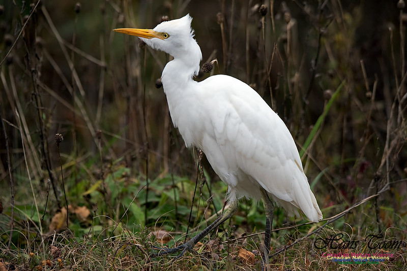 Cattle Egret