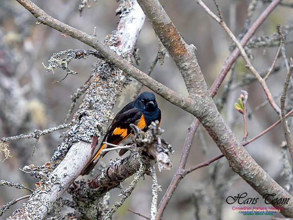 American Redstart 8