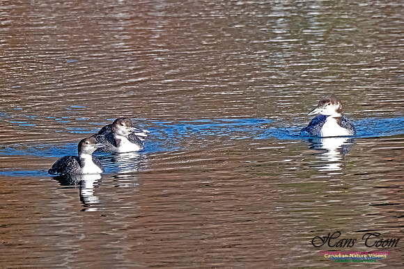 Common Loon 905