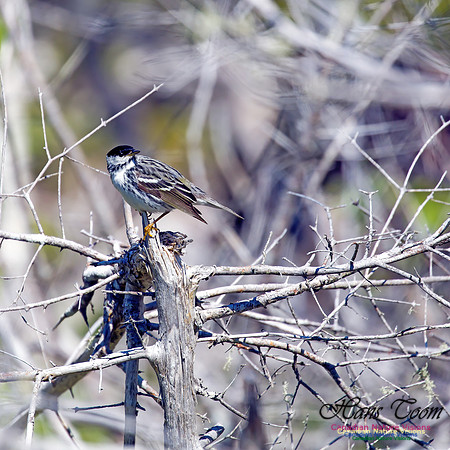 Blackpoll Warbler 15