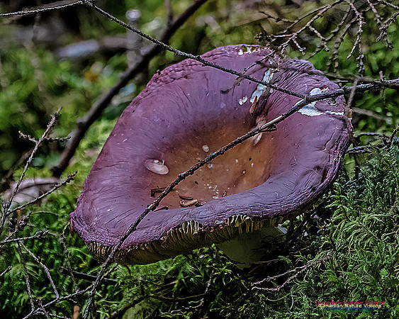 Fungi Walk 109