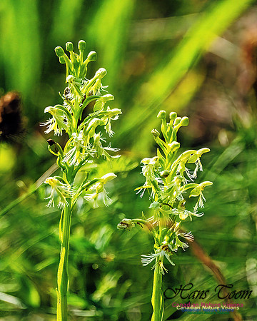 Ragged Fringed Orchid 107