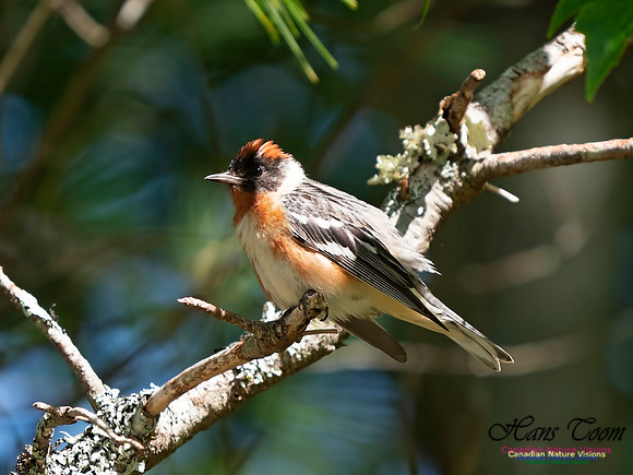 Bay-breasted Warbler 5