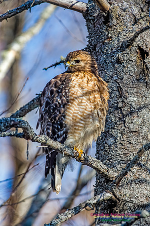 Red-shouldered Hawk 701