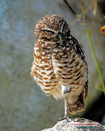 Burrowing Owl 403