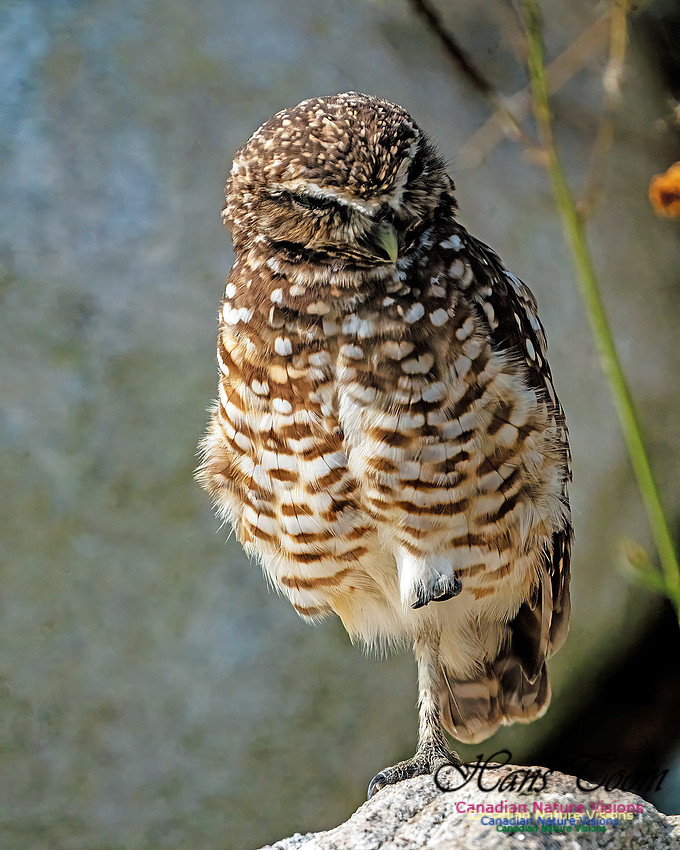 Burrowing Owl 403