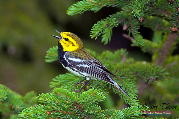 Black-throated Green Warbler